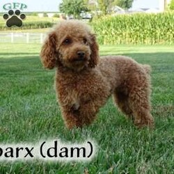 Maverick/Toy Poodle									Puppy/Male	/February 8th, 2026,Meet Maverick! An adorable Easter puppy! Pictures are cute, but they don’t do justice! He is a playful cuddly ball of fur with a gorgeous deep red coat. He has a fun loving personality that makes him a very playful puppy. He is being well taken care of in our house till he can find his new family. His mom is around 9 pounds, and his dad 5 pounds. He will come to you fully vaccinated and dewormed. He will also be microchipped! I send a bag of puppy food he’s currently on as well as a folder of papers along home with you. I aim to make the adoption process as smooth as possible for you, and if you have any questions don’t hesitate to reach out to me!