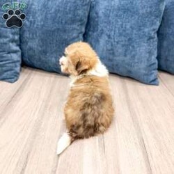 Molly/Havanese									Puppy/Female	/13 Weeks,Hello there! I’m Molly a beautiful Havanese puppy! These puppies have a Mom that weighs around 11 pounds and Dad weighs around 12 pounds! Molly is the perfect addition to any family. Don’t miss the opportunity to bring home this delightful Havanese puppy! I’m well socialized with children and ready to fit into your family! I would love to fill your home with all of my  puppy love! I have been vet checked, microchipped and I am up to date on vaccinations and dewormings and will come with a one year genetic health guarantee. Call or text anytime to make me the newest addition to your family and get ready to spend a lifetime of tail wagging fun! 