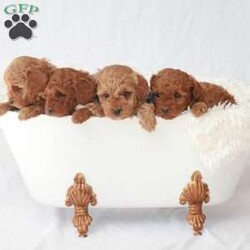 Maverick/Toy Poodle									Puppy/Male	/February 8th, 2026,Meet Maverick! An adorable Easter puppy! Pictures are cute, but they don’t do justice! He is a playful cuddly ball of fur with a gorgeous deep red coat. He has a fun loving personality that makes him a very playful puppy. He is being well taken care of in our house till he can find his new family. His mom is around 9 pounds, and his dad 5 pounds. He will come to you fully vaccinated and dewormed. He will also be microchipped! I send a bag of puppy food he’s currently on as well as a folder of papers along home with you. I aim to make the adoption process as smooth as possible for you, and if you have any questions don’t hesitate to reach out to me!