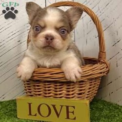 Zack/French Bulldog									Puppy/Male	/28 Weeks,Zack is a purebred AKC registered newshade tan and white “husky” colored fluffy French Bulldog with striking blue eyes and a plush, soft coat that instantly stands out. His rare color combination and excellent structure make him a true example of quality and style. Details: Birthdate: September 5, 2025 Purebred AKC Registered Color: Newshade Tan & White “Husky” Fluffy Blue Eyes Microchipped Up to date on all shots and dewormings Comes with a health guarantee Raised in a loving family home, Zack is well socialized, friendly, and full of personality. He’s curious, playful, and always eager for attention — the perfect mix of confidence and affection. Whether you’re looking for a beautiful companion or a standout Frenchie for your breeding program, Zack is an excellent choice. Delivery is available right to your door! Contact us today to bring Zack home: Zack has it all — rare color, fluffy coat, great temperament, and a lovable personality that’s impossible to resist.