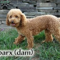 Maverick/Toy Poodle									Puppy/Male	/February 8th, 2026,Meet Maverick! An adorable Easter puppy! Pictures are cute, but they don’t do justice! He is a playful cuddly ball of fur with a gorgeous deep red coat. He has a fun loving personality that makes him a very playful puppy. He is being well taken care of in our house till he can find his new family. His mom is around 9 pounds, and his dad 5 pounds. He will come to you fully vaccinated and dewormed. He will also be microchipped! I send a bag of puppy food he’s currently on as well as a folder of papers along home with you. I aim to make the adoption process as smooth as possible for you, and if you have any questions don’t hesitate to reach out to me!