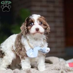 Emmett/Cockapoo									Puppy/Male	/7 Weeks,Introducing an adorable F1 Cockapoo named Emmett! This boy is the definition of sweet and lovable—always ready to greet people with tail wags and snuggles. He has a playful side too, especially when there’s a toy involved or a new spot to explore. With his soft, wavy coat and warm eyes, he knows exactly how to melt hearts. Whether it’s joining in on adventures or curling up for a cozy nap, this little one may just be the perfect little sidekick for your family!