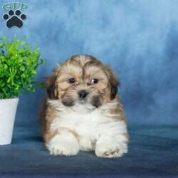 Van/Teddy Bear									Puppy/Male	/12 Weeks,To contact the breeder about this puppy, click on the “View Breeder Info” tab above.