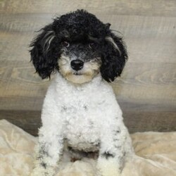 Dot/Mini Bernedoodle									Puppy/Female	/7 Weeks,Meet Dot! These beautiful babies are being well loved and pre spoiled, waiting for their forever home. We are guessing they will be under 30lbs full grown and will make a great addition to any home. They will be up to date on dewormer and puppy vaccinations and vet appointments. They will come microchipped with a tag and all of their up to date paperwork and current dog food in a goody bag to take home. We require a deposit via venmo to hold your puppy. You can come pick your puppy up at our office or we are able to ship for a seperate fee! Reach out via text, call, or email! 