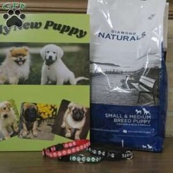 Maverick/Toy Poodle									Puppy/Male	/February 8th, 2026,Meet Maverick! An adorable Easter puppy! Pictures are cute, but they don’t do justice! He is a playful cuddly ball of fur with a gorgeous deep red coat. He has a fun loving personality that makes him a very playful puppy. He is being well taken care of in our house till he can find his new family. His mom is around 9 pounds, and his dad 5 pounds. He will come to you fully vaccinated and dewormed. He will also be microchipped! I send a bag of puppy food he’s currently on as well as a folder of papers along home with you. I aim to make the adoption process as smooth as possible for you, and if you have any questions don’t hesitate to reach out to me!