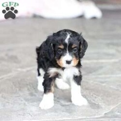 Brody/Cavapoo									Puppy/Male	/February 10th, 2026,Brody is doing Fabulous, Very playful, Socialized and ready for his forever home, Call, Text or Email to schedule a meet, You can schedule a meeting here at our home or Virtually via Facetime or Google meet.