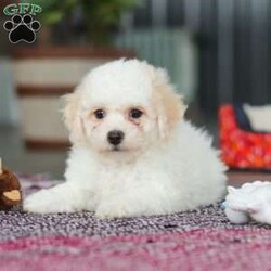 Charlie/Bichon Frise									Puppy/Male	/7 Weeks,Charlie is an absolutely adorable AKC Bichon Frise puppy with a heart as soft as his fluffy white curls. This sweet little guy has the brightest, most curious eyes and a playful spirit that makes everyone fall in love with him instantly. Whether he’s prancing around on his tiny paws, snuggling up for cozy cuddles, or showing off his gentle, loving personality, Charlie brings pure joy wherever he goes. He’s the perfect blend of elegance and playful mischief—an irresistibly cute companion who’s sure to become someone’s very best friend.