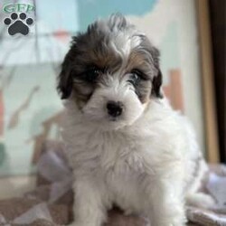 Dot/Mini Bernedoodle									Puppy/Female	/7 Weeks,Meet Dot! These beautiful babies are being well loved and pre spoiled, waiting for their forever home. We are guessing they will be under 30lbs full grown and will make a great addition to any home. They will be up to date on dewormer and puppy vaccinations and vet appointments. They will come microchipped with a tag and all of their up to date paperwork and current dog food in a goody bag to take home. We require a deposit via venmo to hold your puppy. You can come pick your puppy up at our office or we are able to ship for a seperate fee! Reach out via text, call, or email! 