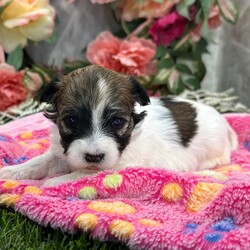 Adopt a dog:Love/Havanese/Female/February 22, 2026,Hi, I'm Love! I'm a 4-week-old female Havanese with a beautiful chocolate brindle coat, born on February 22. I'll be ready to go home to my forever family after April 26, once I'm grown enough to leave my litter. When I reach my adult size, I should weigh between 8–12 lbs. I'm AKC registered. My little paws are itching to meet my forever family.