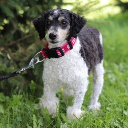 Ace/Maltipoo									Puppy/Male	/10 Weeks,Hi, I’m Ace— a darling little Maltipoo with a heart full of love and a playful sparkle in my eyes! My soft, fluffy coat and happy little wiggle make it hard not to smile when you see me. I love playing with my toys, exploring new places, and curling up for cozy snuggles when it’s time to rest. Whether I’m bouncing around or nestled in your arms, I’m always ready to fill your days with joy, laughter, and sweet puppy kisses!