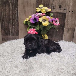 Midnight/Shih-Poo									Puppy/Female	/6 Weeks,Meet Midnight she is a real sweetheart and loves to give kisses. She is vet checked and up to date with vaccinations and dewormer. Call or message today to make her forever yours! License #4185 