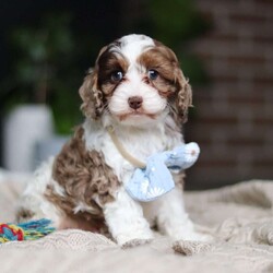 Emmett/Cockapoo									Puppy/Male	/7 Weeks,Introducing an adorable F1 Cockapoo named Emmett! This boy is the definition of sweet and lovable—always ready to greet people with tail wags and snuggles. He has a playful side too, especially when there’s a toy involved or a new spot to explore. With his soft, wavy coat and warm eyes, he knows exactly how to melt hearts. Whether it’s joining in on adventures or curling up for a cozy nap, this little one may just be the perfect little sidekick for your family!