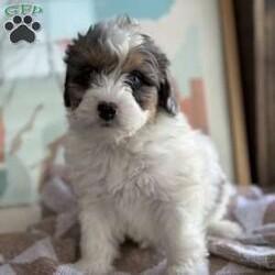 Dot/Mini Bernedoodle									Puppy/Female	/7 Weeks,Meet Dot! These beautiful babies are being well loved and pre spoiled, waiting for their forever home. We are guessing they will be under 30lbs full grown and will make a great addition to any home. They will be up to date on dewormer and puppy vaccinations and vet appointments. They will come microchipped with a tag and all of their up to date paperwork and current dog food in a goody bag to take home. We require a deposit via venmo to hold your puppy. You can come pick your puppy up at our office or we are able to ship for a seperate fee! Reach out via text, call, or email! 