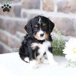 Brody/Cavapoo									Puppy/Male	/February 10th, 2026,Brody is doing Fabulous, Very playful, Socialized and ready for his forever home, Call, Text or Email to schedule a meet, You can schedule a meeting here at our home or Virtually via Facetime or Google meet.