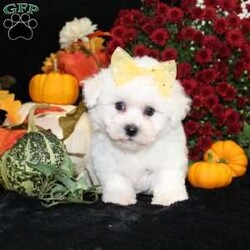 Jan/Bichon Frise									Puppy/Female	/34 Weeks,To contact the breeder about this puppy, click on the “View Breeder Info” tab above.