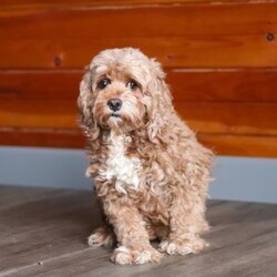 Daisy/Cockapoo									Puppy/Female	/11 Weeks,Meet the most darling F1B Cockapoo named Daisy! This girl is the definition of sweet and lovable—always ready to greet people with tail wags and snuggles. She has a playful side too, especially when there’s a toy involved or a new spot to explore. With her soft, wavy coat and warm eyes, she knows exactly how to melt hearts. Whether it’s joining in on adventures or curling up for a cozy nap, this little one may just be the perfect little sidekick for your family!