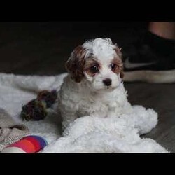 Daisy/Cockapoo									Puppy/Female	/11 Weeks,Meet the most darling F1B Cockapoo named Daisy! This girl is the definition of sweet and lovable—always ready to greet people with tail wags and snuggles. She has a playful side too, especially when there’s a toy involved or a new spot to explore. With her soft, wavy coat and warm eyes, she knows exactly how to melt hearts. Whether it’s joining in on adventures or curling up for a cozy nap, this little one may just be the perfect little sidekick for your family!