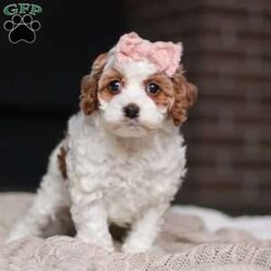 Daisy/Cockapoo									Puppy/Female	/11 Weeks,Meet the most darling F1B Cockapoo named Daisy! This girl is the definition of sweet and lovable—always ready to greet people with tail wags and snuggles. She has a playful side too, especially when there’s a toy involved or a new spot to explore. With her soft, wavy coat and warm eyes, she knows exactly how to melt hearts. Whether it’s joining in on adventures or curling up for a cozy nap, this little one may just be the perfect little sidekick for your family!