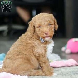 Benny/Mini Goldendoodle									Puppy/Male	/6 Weeks,Introducing Benny, an adorable Mini Goldendoodle puppy—full of personality and ready to melt your heart! He’s the perfect blend of the Golden Retriever’s gentle nature and the Poodle’s intelligence. Goldendoodles are well known for their affectionate, loyal, and playful spirit, making them wonderful companions for families or individuals alike. Whether it’s romping in the yard, going for a walk, or curling up for a nap, he’ll be happiest just being by your side. These pups are also quick learners who thrive on love, attention, and plenty of interaction!
