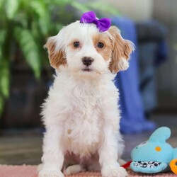 Chloe/Cockapoo									Puppy/Female	/10 Weeks,Meet Chloe, an adorable Cockapoo puppy with a beautiful, fluffy coat and an outgoing personality that’s impossible to resist! She loves being around people and is always ready for playtime, cuddles, or tagging along on your daily adventures. Chloe’s cheerful, friendly nature makes her a wonderful companion for families, couples, or individuals alike.