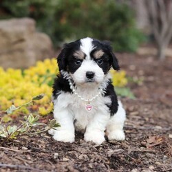Queen/Cavachon									Puppy/Female	/6 Weeks,Say hello to Queen, our sweet little Cavachon girl! She’s got the softest coat and the most loving personality. Cavachons are a mix between a Cavalier King Charles Spaniel and a Bichon Frise, and they’re known for being super affectionate, gentle, and great with just about everyone.