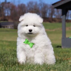 Leo/Samoyed									Puppy/Male	/8 Weeks,Meet Leo, a stunning Samoyed puppy with a bright personality and a heart full of love! With his fluffy white coat, sparkling eyes, and signature Samoyed smile, this handsome little guy is sure to capture attention wherever he goes.