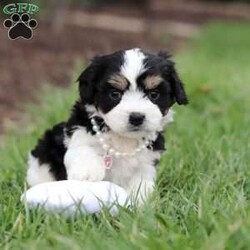 Queen/Cavachon									Puppy/Female	/6 Weeks,Say hello to Queen, our sweet little Cavachon girl! She’s got the softest coat and the most loving personality. Cavachons are a mix between a Cavalier King Charles Spaniel and a Bichon Frise, and they’re known for being super affectionate, gentle, and great with just about everyone.