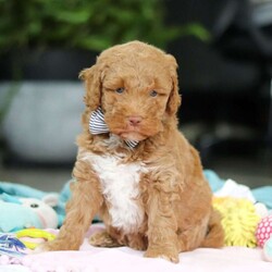 Benny/Mini Goldendoodle									Puppy/Male	/6 Weeks,Introducing Benny, an adorable Mini Goldendoodle puppy—full of personality and ready to melt your heart! He’s the perfect blend of the Golden Retriever’s gentle nature and the Poodle’s intelligence. Goldendoodles are well known for their affectionate, loyal, and playful spirit, making them wonderful companions for families or individuals alike. Whether it’s romping in the yard, going for a walk, or curling up for a nap, he’ll be happiest just being by your side. These pups are also quick learners who thrive on love, attention, and plenty of interaction!