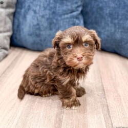 Max/Havanese									Puppy/Male	/9 Weeks,Hello there! I’m Max a beautiful Chocolate Havanese puppy! These puppies have a Mom that weighs around 11 pounds and Dad weighs around 12 pounds! Max is the perfect addition to any family. Don’t miss the opportunity to bring home this delightful Havanese puppy! I’m well socialized with children and ready to fit into your family! I would love to fill your home with all of my  puppy love! I have been vet checked, microchipped and I am up to date on vaccinations and dewormings and will come with a one year genetic health guarantee. Call or text anytime to make me the newest addition to your family and get ready to spend a lifetime of tail wagging fun! 