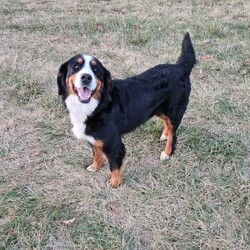 Carter/Bernedoodle									Puppy/Male	/8 Weeks,Carter is a handsome an loving bernedoodle he is very well socialized an loves to play with our children.he is up to date on vaccines an dewormer,he is vet checked an micro chipped an comes with a 1 year genetic health guarantee.call today to make him yours!