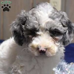 Pebbles/Cockapoo									Puppy/Female	/December 1st, 2025,Pebbles is a playful Cockapoo puppy with a sweet disposition. This cutie-pie is socialized, family raised with children, and ready to meet you! Pebbles has been seen by a vet and is up to date on shots and de-wormer, plus comes home with a health guarantee provided by the breeder.