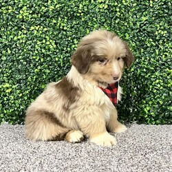 Zach/Miniature Australian Shepherd									Puppy/Male	/December 20th, 2025,Meet Zack the handsome Red Merle. Zack loves to play and explore new things.Zach also loves to settle down in your lap and enjoys his cuddles. He comes with just the right mixture of energy and loyalty to create a unique personality that will be sure to melt your heart.Zach has been Ens cultured and raised with kids. He is Akc Registered and comes with a health guarantee and he is vet checked from head to tail.