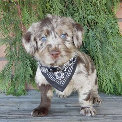 Chase/Labradoodle									Puppy/Male	/8 Weeks,Hi! I’m the dazzling, chocolate merle F1B medium labradoodle you’ve been looking for!! I’m all excited for adventures, swimming, running, hiking, and playing in the yard! But I also love lazy days with lots of cuddling! My warm, loving puppy eyes and soft curly coat will melt your heart!! Prepare to fall in love! I am loved and cared for by a small family, but I think your home seems right for me! You are welcome to come meet me and take me home or I am willing to travel to your home by delivery.