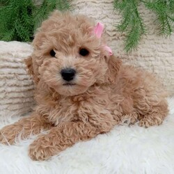 Willow/Bich-Poo									Puppy/Female	/8 Weeks,Meet Willow! An adorable Bichpoo puppy! She loves cuddles and all the attention! And is up to date on vaccines, and deworming. She has had a clear vet check done. For more information call or text Mary Sue. A$200 deposit will reseve her and is nonrefundable. 