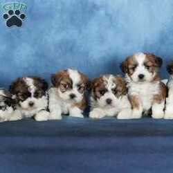 Quilla/Teddy Bear									Puppy/Female	/13 Weeks,Quilla is pure sweetness with a fluffy brown and white coat and the most lovable teddy bear look. Her warm coloring gives her a cozy, classic puppy appearance, and her soft texture makes her impossible not to cuddle. Quilla has that “pick me up and hug me” vibe that teddy bear puppies are known for.