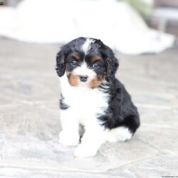 Navy/Cavapoo									Puppy/Female	/February 15th, 2026,Navy the Cavapoo, call, text or email to schedule a meet, she will grow to around 15 pounds with a beautiful non shed coat