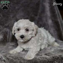 Stacey/Westiepoo									Puppy/Female	/9 Weeks,These lovable Westiepoo puppies are searching for caring, loving homes where they will be treasured companions. Raised in a nurturing environment, they are well socialized and used to daily interaction, making them friendly, confident, and eager to be around people. Their sweet, playful personalities and adorable appearance make them hard to resist.
