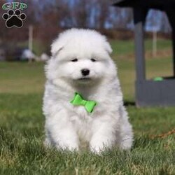 Leo/Samoyed									Puppy/Male	/8 Weeks,Meet Leo, a stunning Samoyed puppy with a bright personality and a heart full of love! With his fluffy white coat, sparkling eyes, and signature Samoyed smile, this handsome little guy is sure to capture attention wherever he goes.