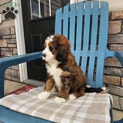 Carter/Bernedoodle									Puppy/Male	/8 Weeks,Carter is a handsome an loving bernedoodle he is very well socialized an loves to play with our children.he is up to date on vaccines an dewormer,he is vet checked an micro chipped an comes with a 1 year genetic health guarantee.call today to make him yours!