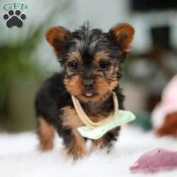 Trevor/Yorkie									Puppy/Male	/14 Weeks,Meet Trevor, the most darling little ACA Yorkshire Terrier you’ll ever encounter! With his soft, black & tan coat and twinkling eyes, she’s a picture of pure charm. He boasts a spunky yet sweet personality, he loves cozy snuggles as much as he does active play sessions. Yorkies are often described as loyal, intelligent and feisty dogs; despite their tiny size, they have big personalities and tend to steal the spotlight with their confident demeanor. He is the perfect blend of affection and sass, making his an irresistible companion for anyone lucky enough to welcome his into their home!