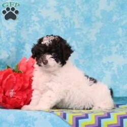 Almond Joy/Toy Poodle									Puppy/Male	/13 Weeks,Fudge, our little chocolate daddy weighs in at 7 lb. He is so adorable, always watchful, ready and waiting for playtime. He is so smart, he will miss nothing. Rosa, our mommy weighs in at 12 lbs. She is such a jewel — very smart and fun loving; and always ready for some play. These little ones are well socialized, playful and loving, just waiting to give you lots of joy! They are up to date on their vaccinations and dewormings and have been vet checked. Feel free to call with questions, or to set up a time to come visit them. Thanks,