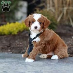 Bruno/Cavapoo									Puppy/Male	/8 Weeks,Meet Bruno! This sweet Cavapoo puppy is more than just adorable! he’s full of personality, energy, and unconditional love. Always playful and curious, he loves exploring new places, chasing toys, and discovering the world around him. At the end of the day, he’s happiest snuggling up for a cozy cuddle, ready to melt your heart with his gentle nature. He is the perfect mix of fun and affection, making him a wonderful companion for families, singles, or anyone looking for a loyal loving friend.