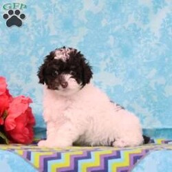 Almond Joy/Toy Poodle									Puppy/Male	/13 Weeks,Fudge, our little chocolate daddy weighs in at 7 lb. He is so adorable, always watchful, ready and waiting for playtime. He is so smart, he will miss nothing. Rosa, our mommy weighs in at 12 lbs. She is such a jewel — very smart and fun loving; and always ready for some play. These little ones are well socialized, playful and loving, just waiting to give you lots of joy! They are up to date on their vaccinations and dewormings and have been vet checked. Feel free to call with questions, or to set up a time to come visit them. Thanks,