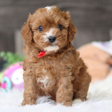 Adopt a dog:Quincy//Female/February 3, 2026,Hi, I'm Quincy! I'm a 9-week-old male Cavapoo. My dad is a Cavalier King Charles Spaniel and my mom is a Poodle. I have a beautiful red coat, and I was born on February 3. I am ready now to plan my trip to my forever family. Once I reach my adult size, I'm expected to weigh between 8–14 lbs. I'm looking forward to being your forever source of cuddles and joy.
