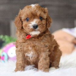 Adopt a dog:Quincy//Female/February 3, 2026,Hi, I'm Quincy! I'm a 9-week-old male Cavapoo. My dad is a Cavalier King Charles Spaniel and my mom is a Poodle. I have a beautiful red coat, and I was born on February 3. I am ready now to plan my trip to my forever family. Once I reach my adult size, I'm expected to weigh between 8–14 lbs. I'm looking forward to being your forever source of cuddles and joy.