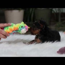 Trevor/Yorkie									Puppy/Male	/14 Weeks,Meet Trevor, the most darling little ACA Yorkshire Terrier you’ll ever encounter! With his soft, black & tan coat and twinkling eyes, she’s a picture of pure charm. He boasts a spunky yet sweet personality, he loves cozy snuggles as much as he does active play sessions. Yorkies are often described as loyal, intelligent and feisty dogs; despite their tiny size, they have big personalities and tend to steal the spotlight with their confident demeanor. He is the perfect blend of affection and sass, making his an irresistible companion for anyone lucky enough to welcome his into their home!