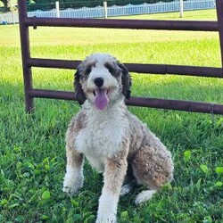 Jocie/Mini Bernedoodle									Puppy/Female	/11 Weeks,Jocie is a lovable and fun Miniature Bernedoodle puppy who will be the sweetest addition to her forever family! This precious girl is friendly, well socialized, and family raised. She comes home with a 30 day health guarantee as well as an extended genetic health guarantee, both provided by the breeder. Jocie has been seen by a vet and is up to date on shots and de-wormer. This cutie-pie is ready to meet you!