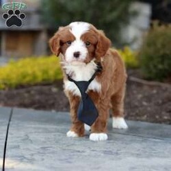 Bruno/Cavapoo									Puppy/Male	/8 Weeks,Meet Bruno! This sweet Cavapoo puppy is more than just adorable! he’s full of personality, energy, and unconditional love. Always playful and curious, he loves exploring new places, chasing toys, and discovering the world around him. At the end of the day, he’s happiest snuggling up for a cozy cuddle, ready to melt your heart with his gentle nature. He is the perfect mix of fun and affection, making him a wonderful companion for families, singles, or anyone looking for a loyal loving friend.