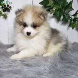 Theo/Pomeranian									Puppy/Male	/8 Weeks,Theo is a sweet pomeranian puppy with a friendly disposition. This cutie is being family raised and is well socialized with children. Theo loves to play and will be so happy to meet you! He has been vet checked and is up-to-date on shots and deworming. To hear more about this wonderful little puppy or to schedule a visit please feel free to give us a call or send us a text and we’ll be happy to help you. 
