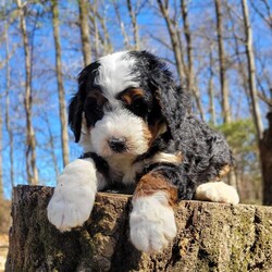 Everest/Mini Bernedoodle									Puppy/Male	/6 Weeks,Meet our adorable bernedoodle puppy, Everest! He was genetic health tested and is 100% clear of any genetic disorder and FF (fully furnished) ensuring a soft , fluffy  hypoallergenic nonshedding coat. Come meet Everest today and see that he may be the perfect fit for you!